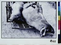 藏品(豬公)的圖片