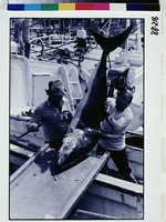 藏品(一條大魚)的圖片