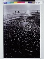 藏品(浮線摸蛤)的圖片