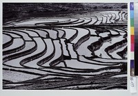 藏品(梯田景致(橫))的圖片