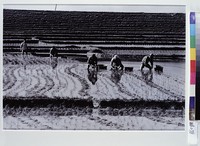 藏品(插秧人家)的圖片