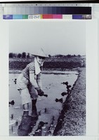 藏品(望來年)的圖片