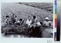 藏品(牧歌)的圖片