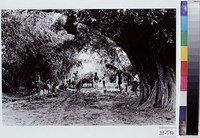 藏品(淨土)的圖片