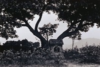 藏品(廟不在小)的圖片