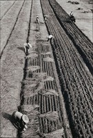 藏品(耕種)的圖片