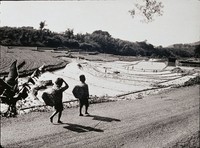 藏品(春耕)的圖片