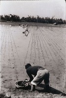 藏品(插秧忙)的圖片