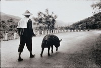 藏品(牽豬哥)的圖片