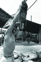 藏品(拉鐵條)的圖片