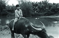 藏品(騎牛)的圖片