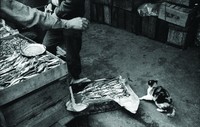 藏品(魚販與貓)的圖片