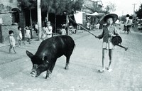 藏品(牽豬哥)的圖片