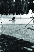 藏品(曬網)的圖片