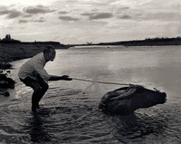 藏品(老牛呀!快快回家)的圖片