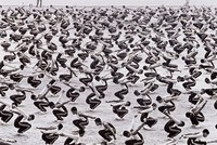 藏品(台北謠言)的圖片