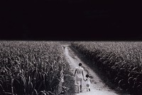 藏品(失落的優雅)的圖片