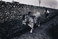 藏品(澎湖風土記(四))的圖片