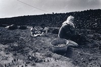 藏品(澎湖風土記(五))的圖片