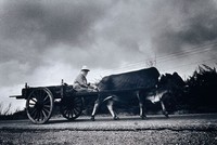 藏品(澎湖風土記(六))的圖片