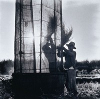 藏品(打稻)的圖片