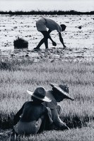 藏品(我採苗你插秧)的圖片