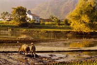 藏品(鄉土長卷 (三)耕)的圖片