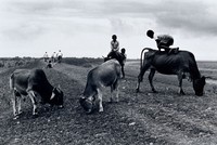 藏品(與牛同樂)的圖片