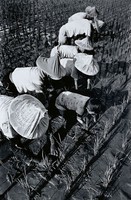 藏品(搜草，全家一起來)的圖片