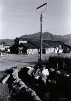 藏品(龍肚之晨)的圖片