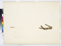 藏品(死亡的誘惑  )的圖片