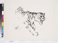 藏品(虎  )的圖片