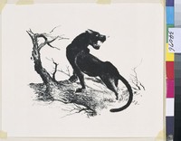 藏品(虎  )的圖片