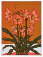 藏品(孤挺花  )的圖片