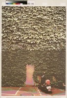 藏品(榮(榮與枯))的圖片