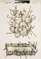 藏品(鬆懈)的圖片