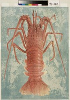 藏品(石版龍蝦)的圖片