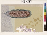 藏品(春風)的圖片