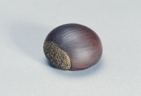 藏品(砂栗)的圖片