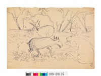 藏品(羊群)的圖片