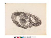 藏品(貓)的圖片