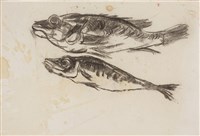 藏品(鱸魚、巴朗)的圖片