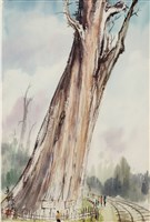 藏品(神木)的圖片