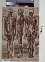 藏品(男性立姿之解剖)的圖片