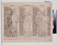 藏品(男性人體結構分析)的圖片