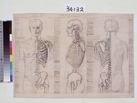 藏品(男性人體結構分析)的圖片
