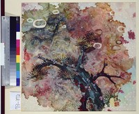 藏品(抗寒者)的圖片