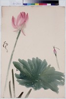 藏品(荷)的圖片