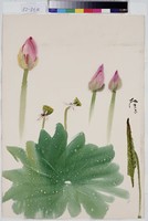 藏品(荷)的圖片