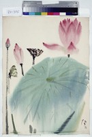 藏品(荷花)的圖片